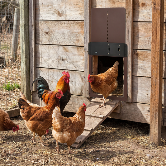 Poultry Guardian | Automatic Chicken Coop Door with Light Sensor & Weatherproof Design | Effortless Chicken Security